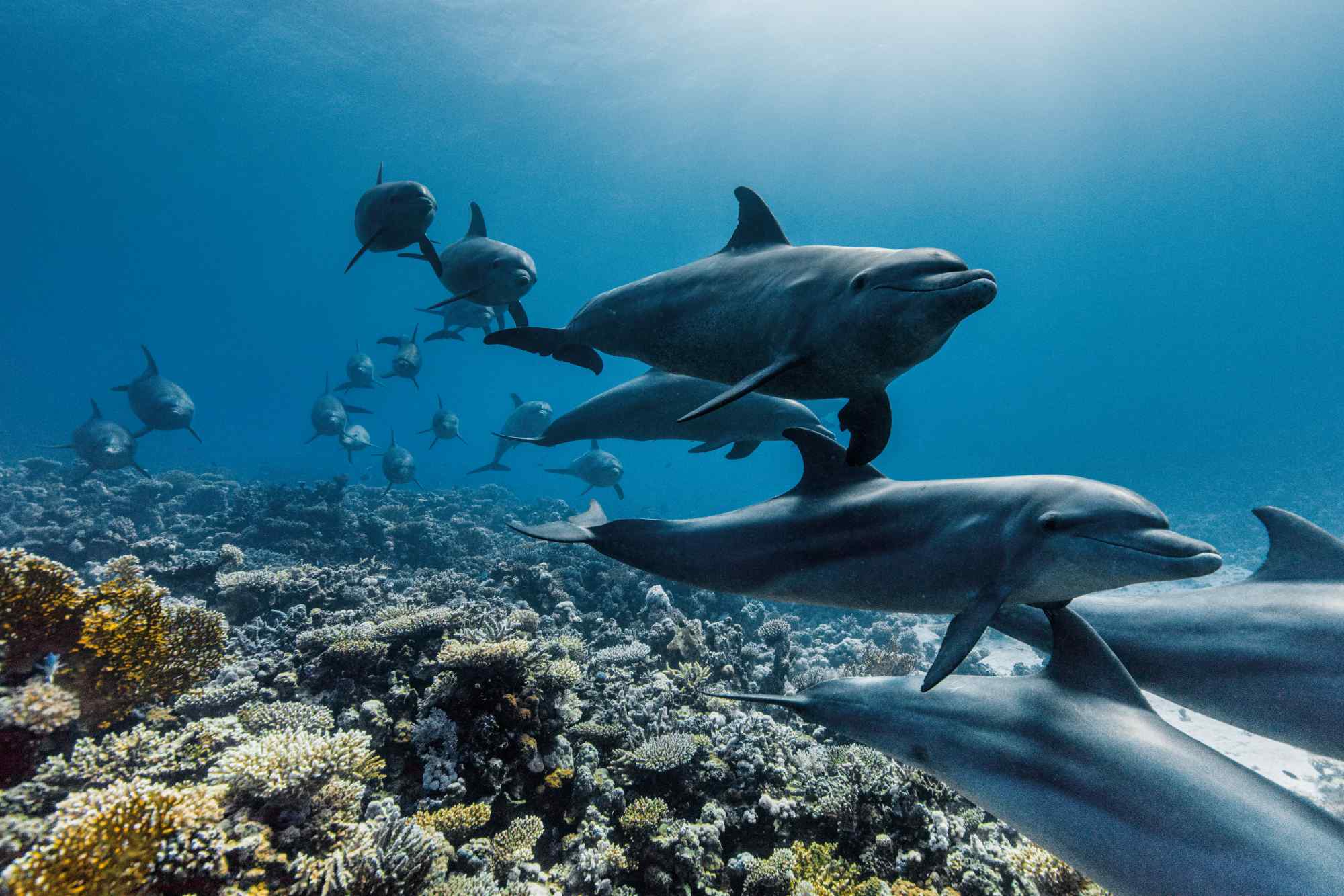 Dolphins DA